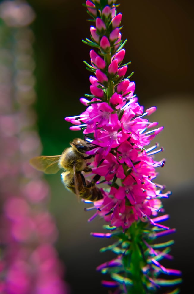 Common heather calluna vulgaris . Small honey forest plant