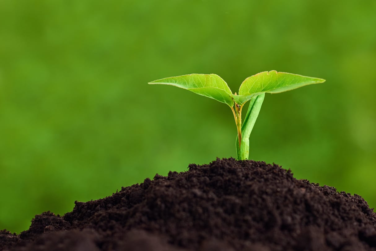 Sprout Planted on Soil