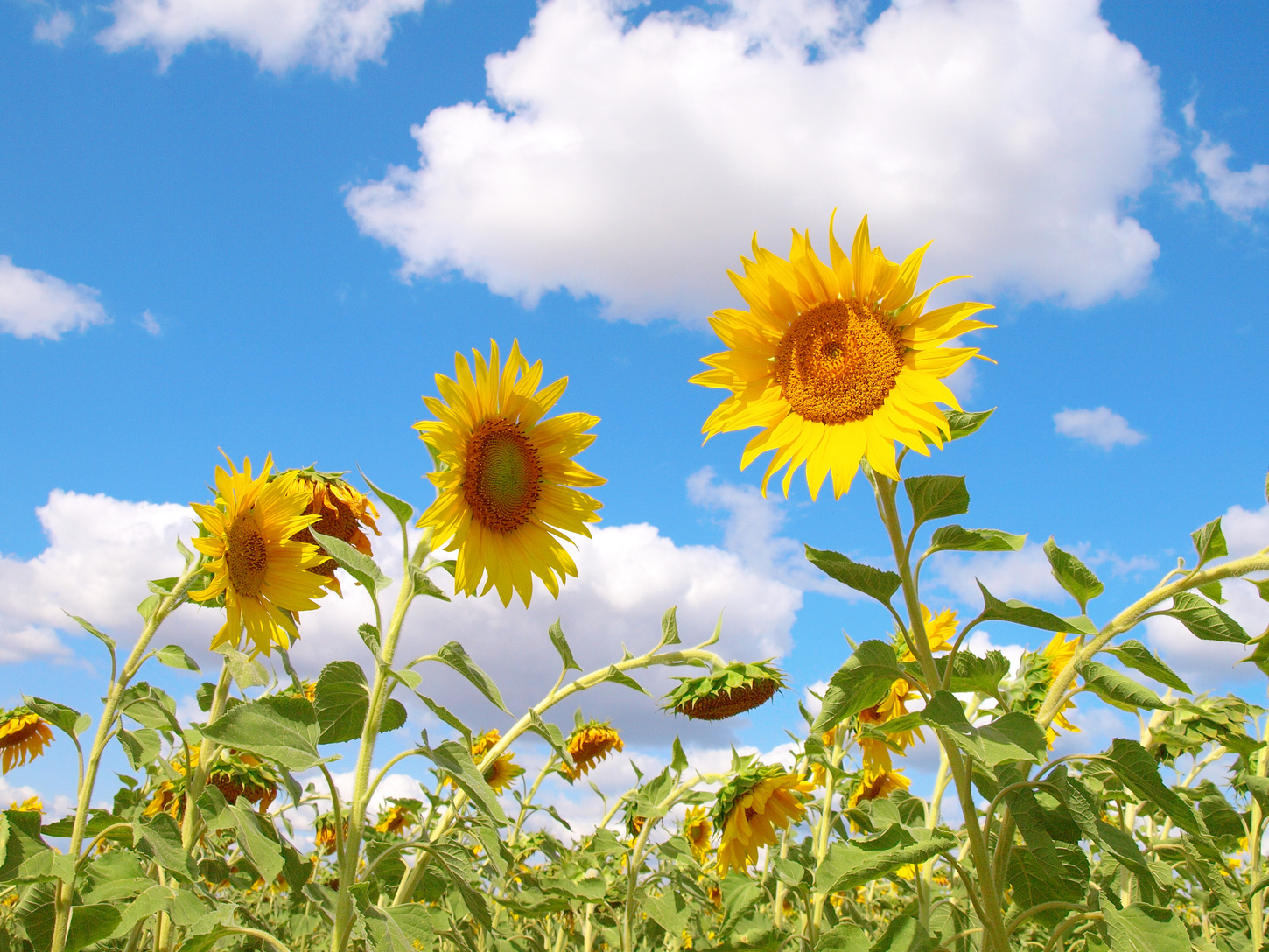 Sunflowers